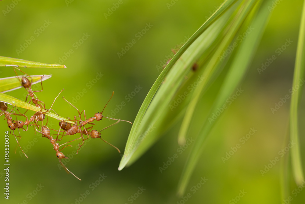 Ants action pulling green leaf.Ant bridge unity team,Concept team work together
