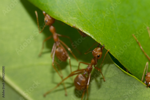 Ants action pulling green leaf.Ant bridge unity team,Concept team work together