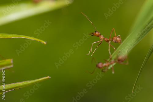 Ants action pulling green leaf.Ant bridge unity team,Concept team work together © frank29052515