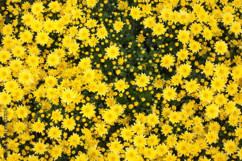 Beautiful yellow chrysanthemum flowers in the garden.
