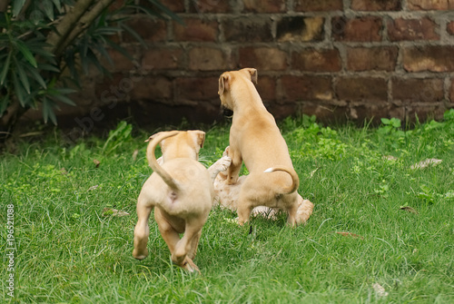 Greyhound puppy playing with an adult cat