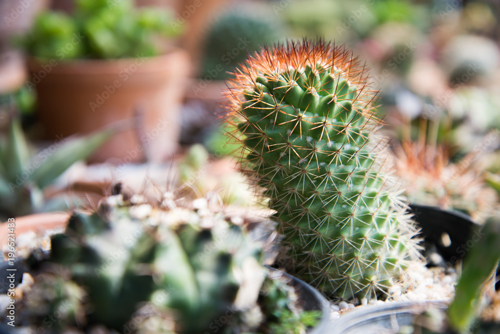 Cactus in small pot Cactus in small pot