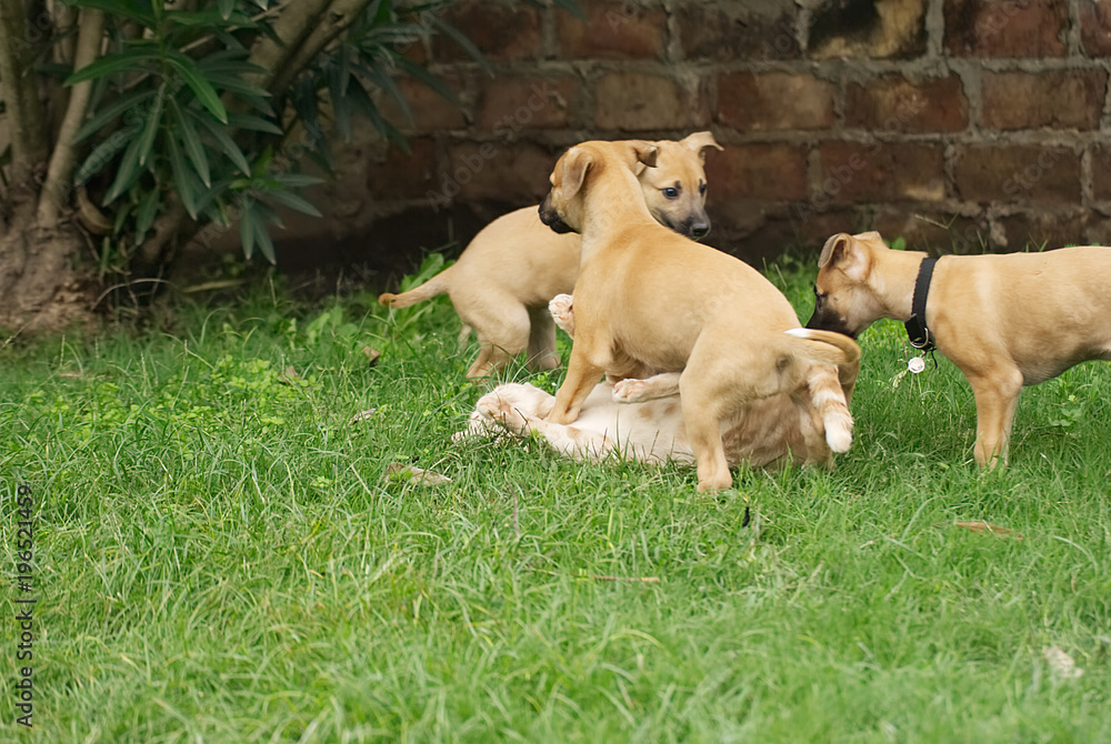 Greyhounds dogs happily playing outdoor in summer Greyhounds dogs happily playing outdoor in summer