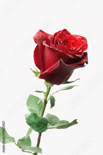 Beautiful fresh red rose, isolated on white background