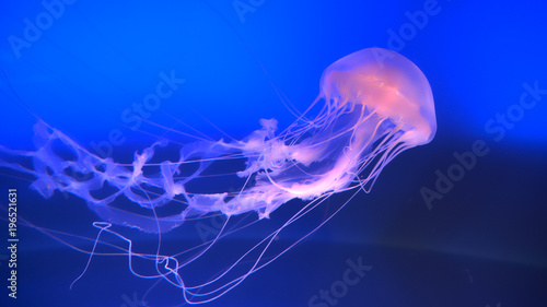 Obraz na plátně CLOSE UP: Stunning translucent jellyfish swimming around in a blue water tank
