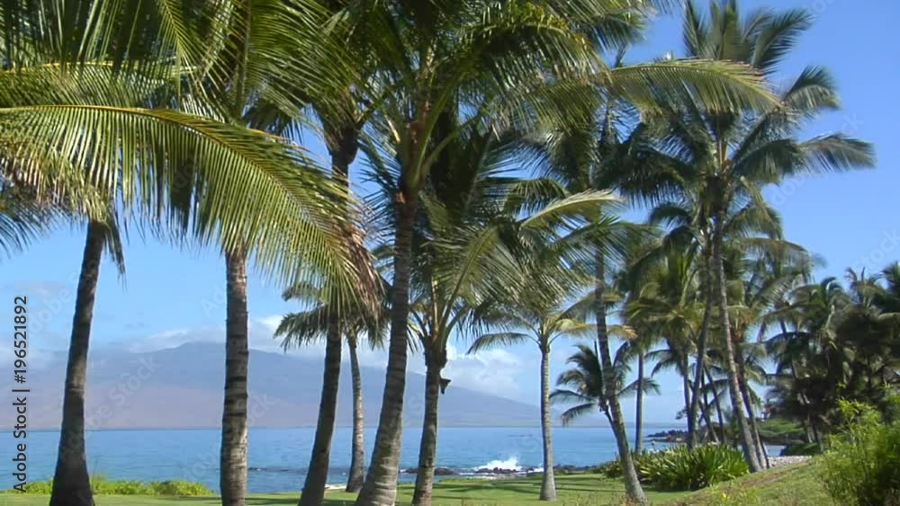 Beautiful palms line a tropical beach in Hawaii. Beautiful palms line a tropical beach in Hawaii.