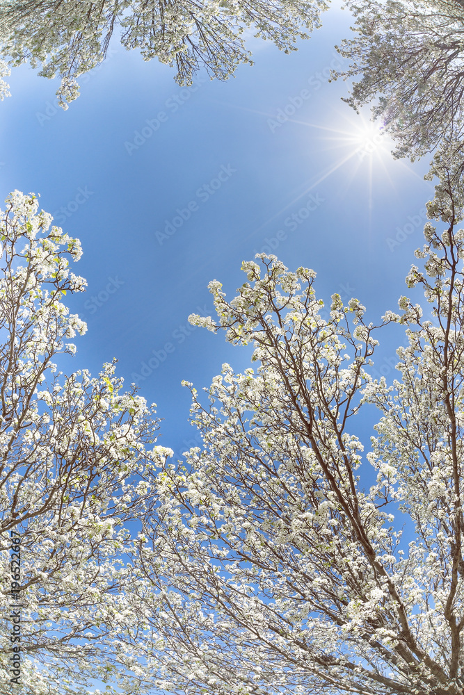 White Bradford pear tree blossoms in the Texas spring. Upward view with blue, sunny sky. White Bradford pear tree blossoms in the Texas spring. Upward view with blue, sunny sky.