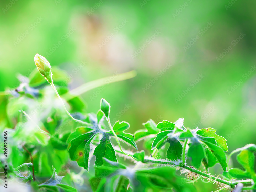 macro of Tree Leaves for nature background and save green concept,spa,soft and blur focus, made with gradient and filter colored. macro of Tree Leaves for nature background and save green concept,spa,soft and blur focus, made with gradient and filter colored.