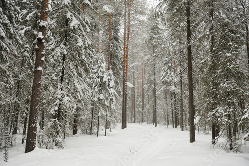 Snowfall in the taiga forest © Grigoriy