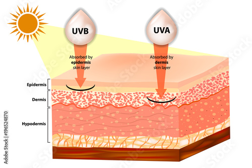 UVB and UVA explained.  Filtering of rays Sun Protection. Penetration into the human skin.