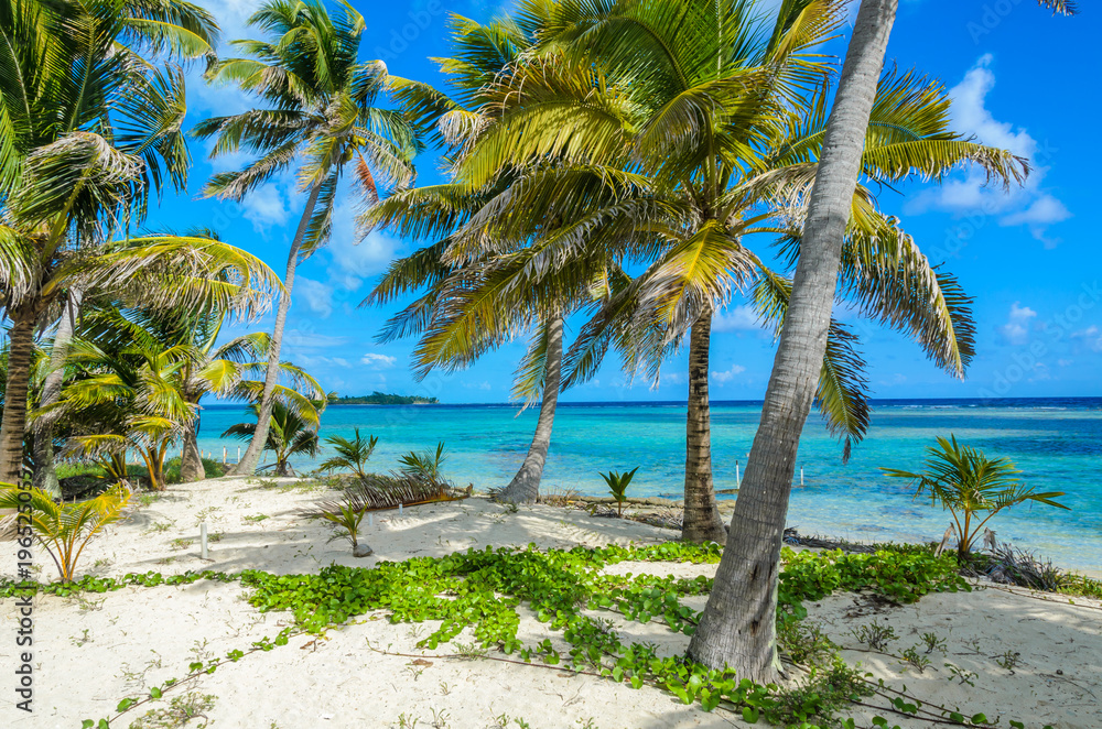 Paradise beach on island caye Carrie Bow Cay Field Station, Caribbean ...