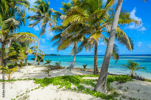 Paradise beach on island caye Carrie Bow Cay Field Station  Caribbean Sea  Belize. Tropical destination.
