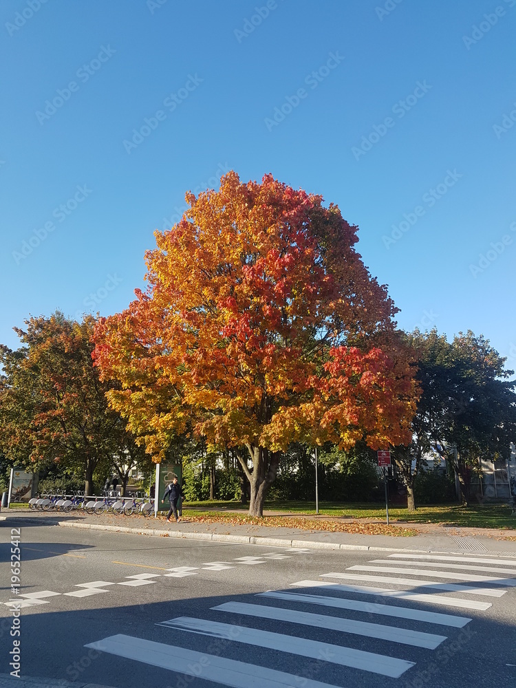 Naklejka premium A big tree placed across a pedestrian walk with blue sky in background