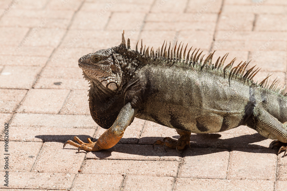 Naklejka premium The common iguana. Tree lizard from Central America and South America.