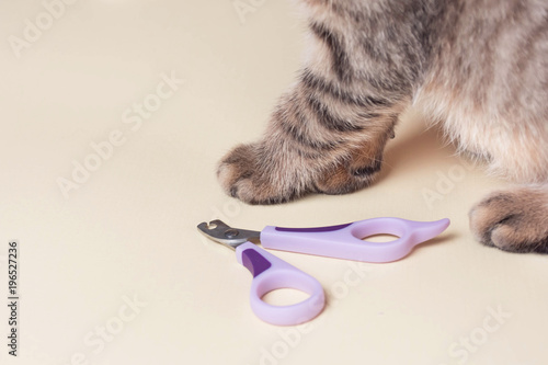 The device for trimming cat's nails. The paw of a Scottish kitten.