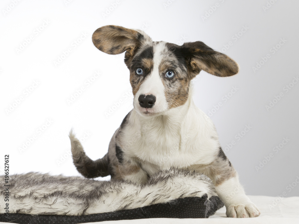 Welsh corgi cardigan puppy portrait. Image taken in a studio with white background. Funny and cute dog with big ears and blue eyes. Welsh corgi cardigan puppy portrait. Image taken in a studio with white background. Funny and cute dog with big ears and blue eyes.