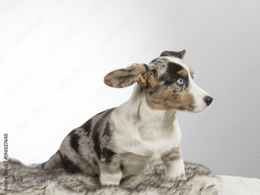Welsh corgi cardigan puppy portrait. Image taken in a studio with white background. Funny and cute dog with big ears and blue eyes.