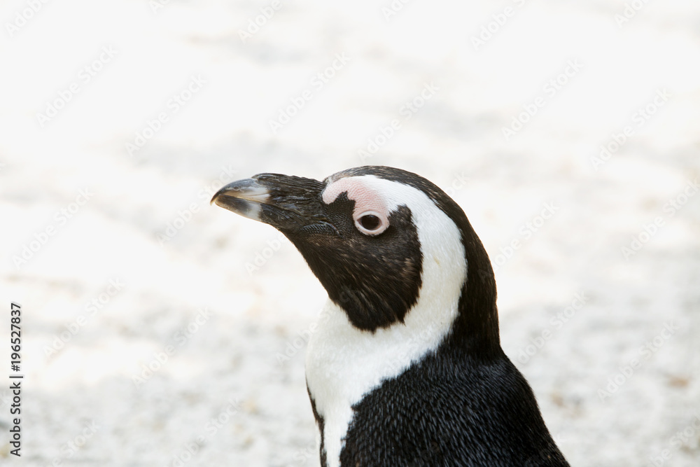 Naklejka premium Penguin portrait on the left side