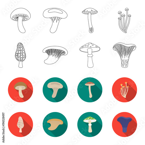 Morel, oyster, green amanita, actarius indigo.Mushroom set collection icons in outline,flet style vector symbol stock illustration web.