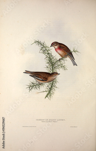 Foto Illustration of a bird