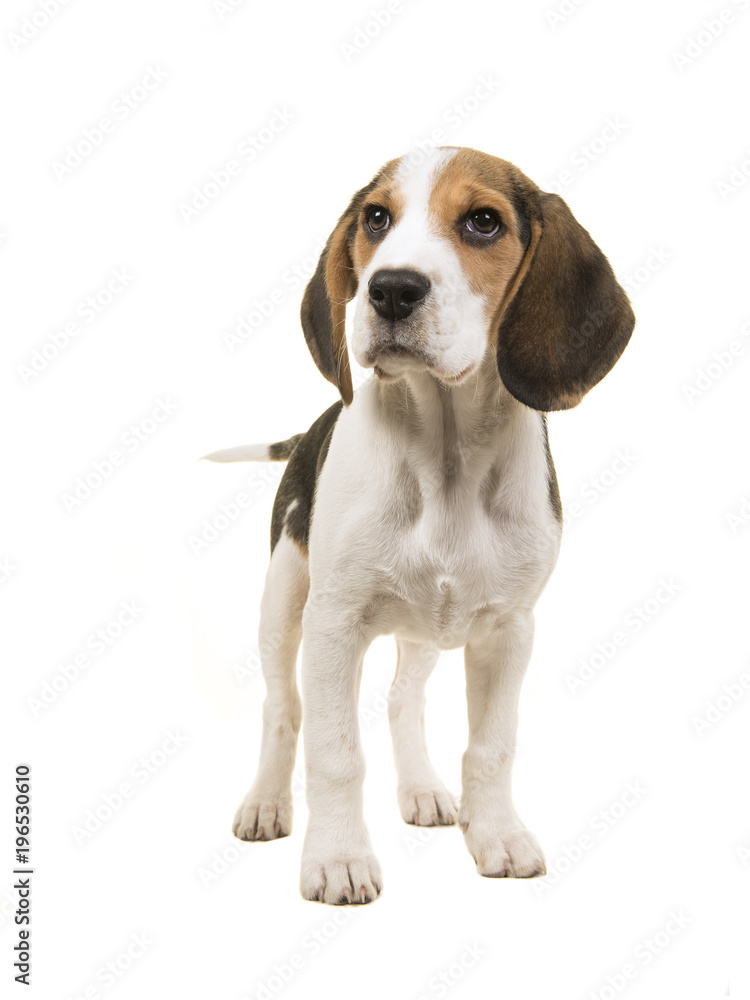 Beagle dog seen from the front standing on a white background