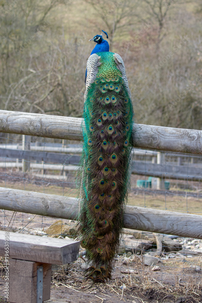 Fototapeta premium Pfau