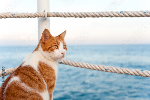Photography Cute red cat looking torward the sea sitting on pier