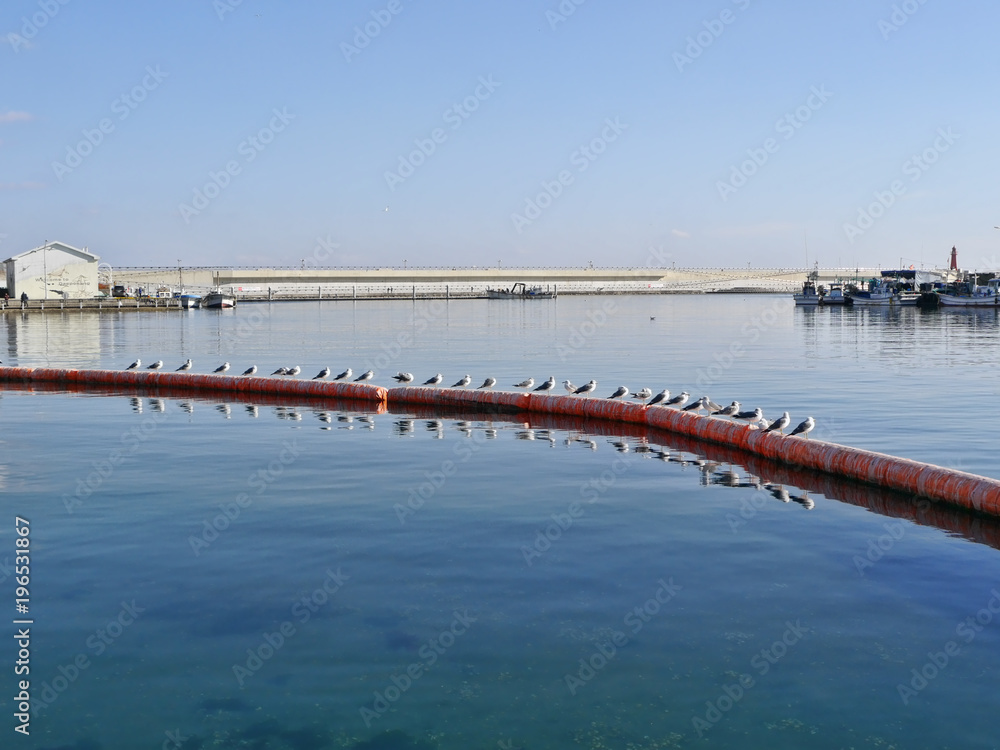 Obraz premium Seabirds in the bay of Sokcho city. South Korea. December 2017