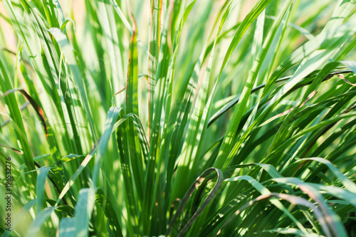 macro of Tree Leaves for nature background and save green concept,spa,soft and blur focus, made with gradient and filter colored.