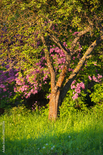 Purple pink lilacs growing in the garden. Spring lilac violet flowers with ev...