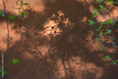 leaf shadow on red wall