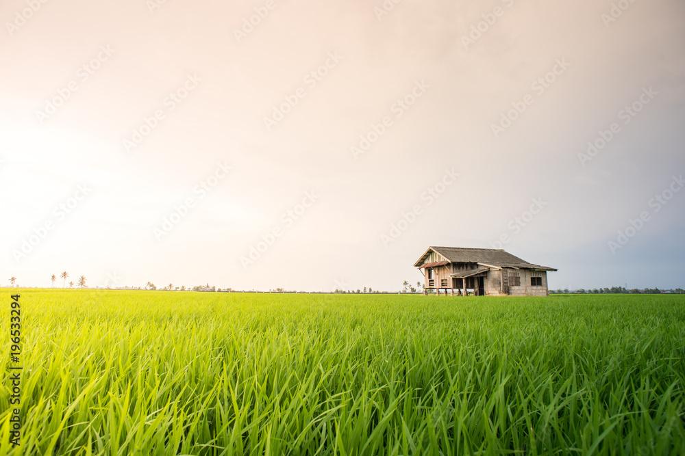 Amazing sunrise view of a large paddy field with an abandoned house.Background and nature concept. Amazing sunrise view of a large paddy field with an abandoned house.Background and nature concept.