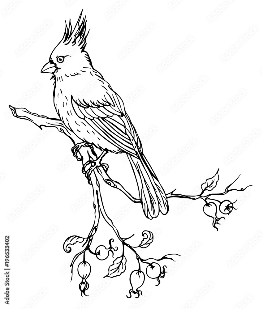 Bird cardinal on branch of wild rose, black and white vector illustration  on white background. Stock Vector | Adobe Stock
