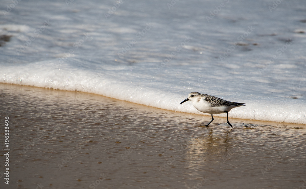 Strandläufer in der Brandung am Meer