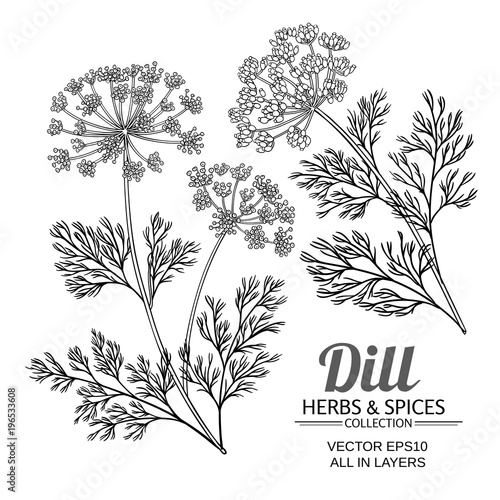Leinwand Poster dill plant vector set