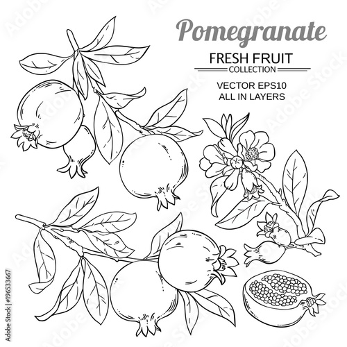 pomegranate branches vector set