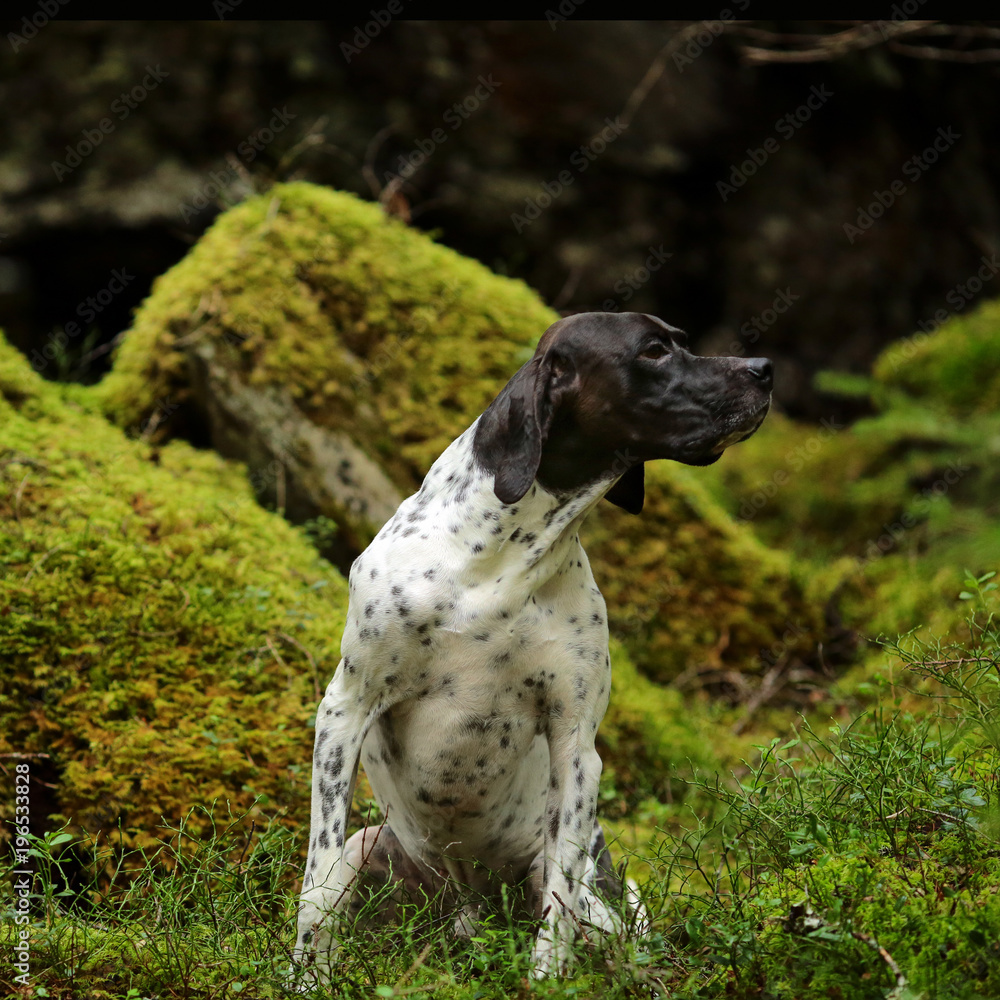 Dog english pointer sitting in the wild forest 