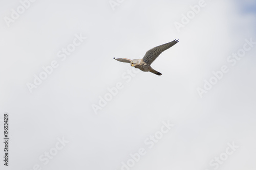 Kestrel Hovering Looking for Prey - Falco tinnunculus