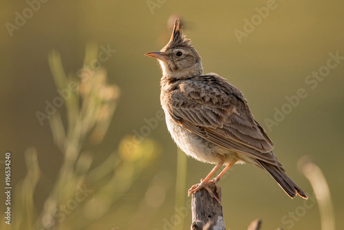 Crested lark (Galerida cristata) sitting on a wooden stick.