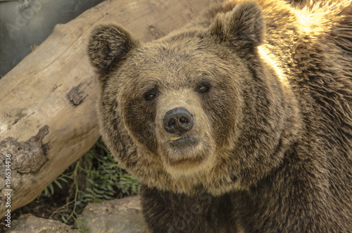Konstfotografi Primo piano di un orso bruno