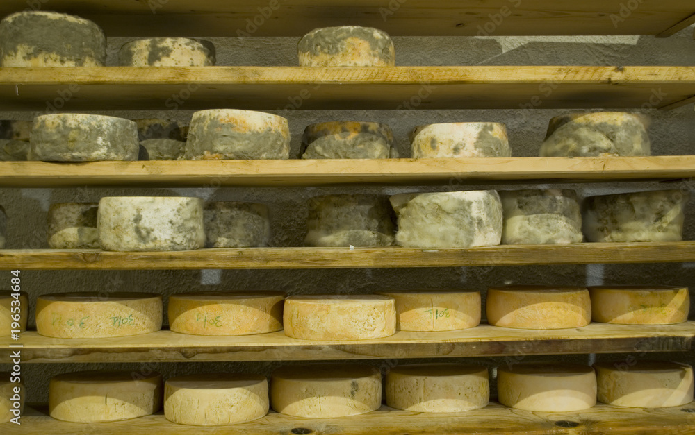 forms of mountain cheese, handmade product, different stages of ripening and maturing, cellar of mountain hut, typical product made with local milk from wild pastures, Piedmont, Italy
