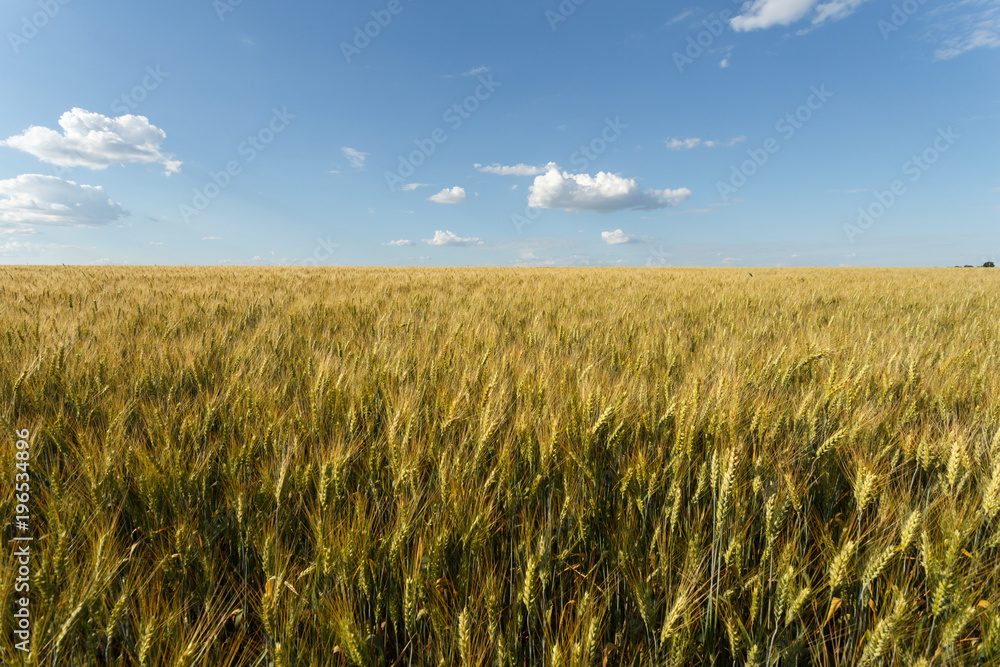 Golden wheat field at cloudy day