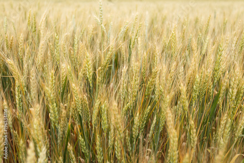 Golden wheat ears in a field