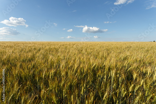 Golden wheat field at cloudy day © sveten