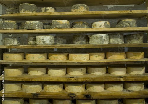 forms of mountain cheese, handmade product, different stages of ripening and maturing, cellar of mountain hut, typical product made with local milk from wild pastures, Piedmont, Italy
