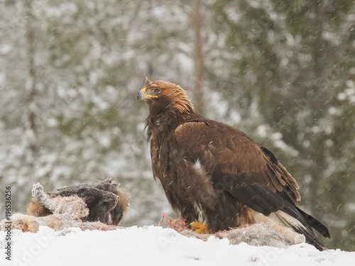 Golden eagle rips pieces of meat from icy carcass of a deer in snowfall