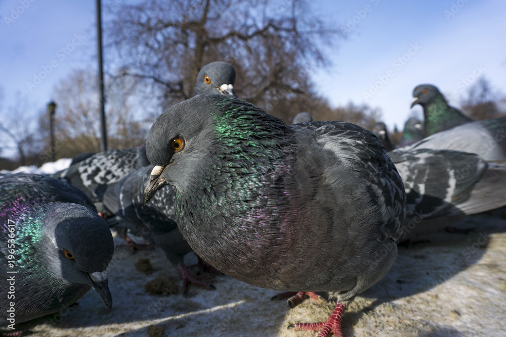 Fototapeta premium flock of pigeons eagerly devours grain crumbs on the path of a winter park; bottom view