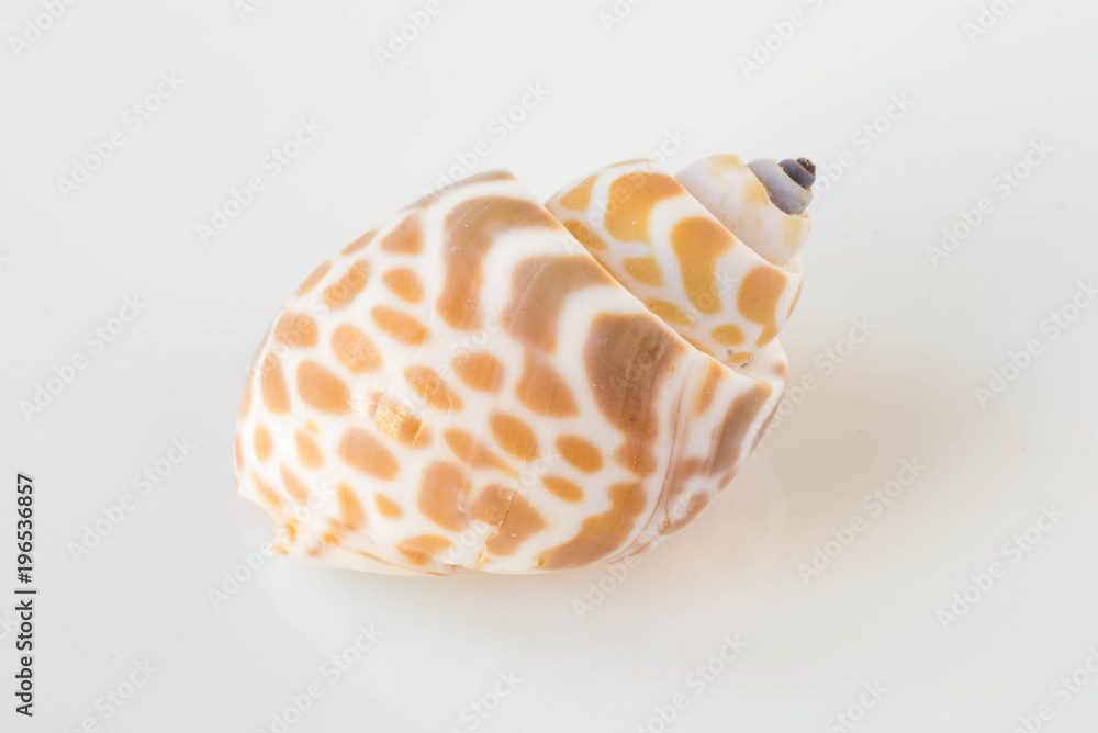 A beautiful sea  spotted shell