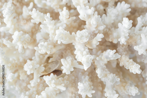 Complex shape sea coral