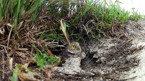 A burrowing owl emerges from his burrow.